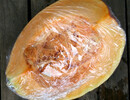 Dynia bambino