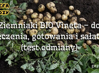 Ziemniaki BIO Vineta – do pieczenia, gotowania i sałatek (test odmiany)