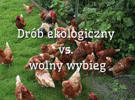 Drób ekologiczny vs. wolny wybieg: co naprawdę oznaczają te etykiety?