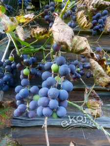 Winogrona ciemne BIO ok. 500g Gospodarstwo Kwiatkowscy