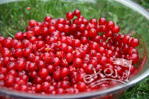 Czerwona porzeczka EKO 500g