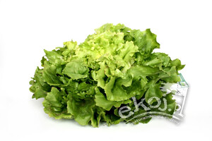 Cykoria endywia BIO 1 szt.