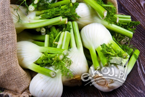Koper włoski fenkuł BIO ok. 500g Gospodarstwo Kwiatkowscy