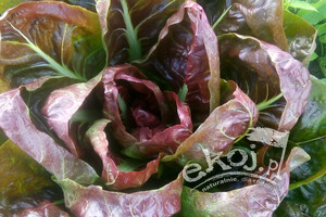 Cykoria Radicchio BIO 1szt. Gospodarstwo Kwiatkowscy