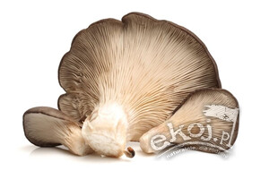Grzyby boczniaki świeże EKO 200g Polska