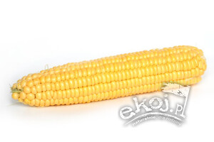 Kukurydza cukrowa świeża BIO 1 szt. Gospodarstwo Kwiatkowscy