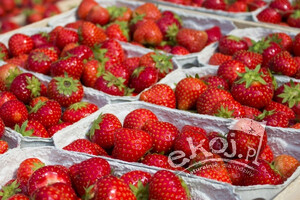 Truskawki świeże BIO odmiana Elkat 500g Gospodarstwo Tupaj