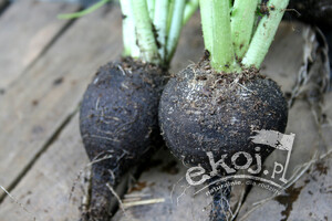 Czarna rzodkiew (czarna rzepa) BIO ok. 500g Gospodarstwo Kwiatkowscy