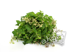 Oregano BIO świeże pęczek 50g Gospodarstwo Kwiatkowscy