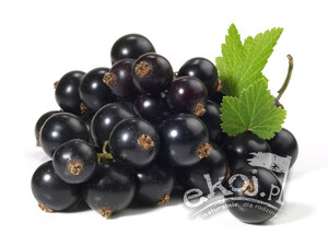 Czarna porzeczka BIO ok. 200g Polska
