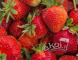 Truskawki świeże BIO odmiana Kent 1kg Gospodarstwo Kwiatkowscy