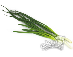 Szczypior z cebulką BIO pęczek Gospodarstwo Kwiatkowscy