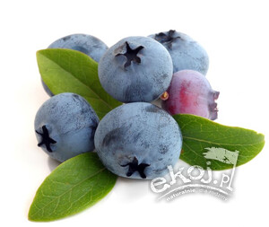 Borówki ekologiczne 250g Borówkowy Gaj